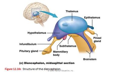 Structure of the diencephalon