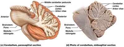 Cerebellum structure and arbor vitae