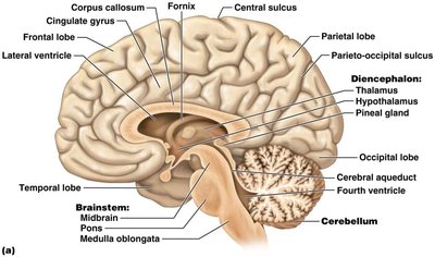 Brainstem anterior and posterior views