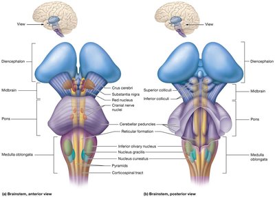 Brainstem sagittal section