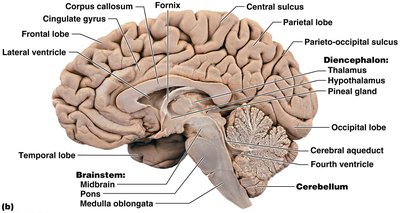 Brainstem and cerebellum, labeled