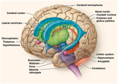 Summary table of major brain structures and functions