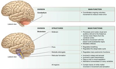 Meninges and CSF circulation