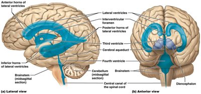 Ventricles of the brain and CSF flow