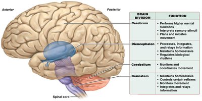 Labeled diagram of brain divisions and their functions