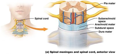 Spinal meninges and spinal cord, transverse section