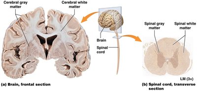 Brain and spinal cord, showing gray and white matter