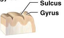 Diagram showing sulcus and gyrus