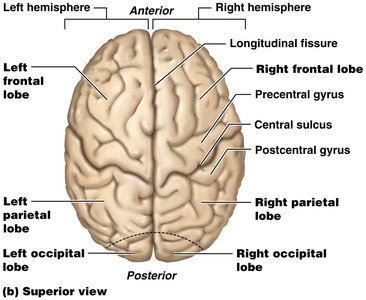 Superior view of the brain showing lobes and gyri