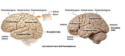 Lateral views of the brain showing lobes and gyri