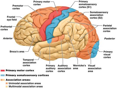 Functional areas of the cerebral cortex