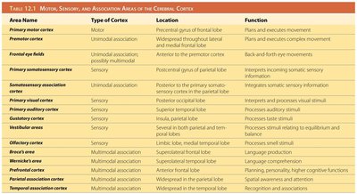 Table of motor, sensory, and association areas of the cerebral cortex