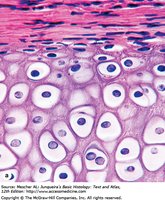 Matrix and cells of hyaline cartilage