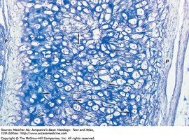 Elastic fibers in elastic cartilage