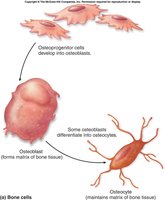 Osteoprogenitor cells differentiating into osteoblasts and osteocytes