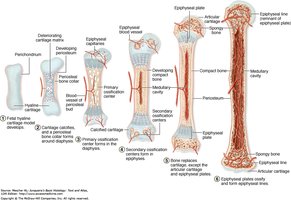 Steps of endochondral ossification