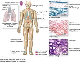 Distribution and histology of cartilage types