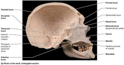 Midsagittal section of the skull (photo)