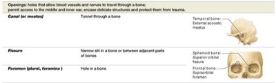 Table of bone openings: canal, fissure, foramen