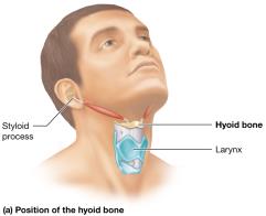 Position of the hyoid bone