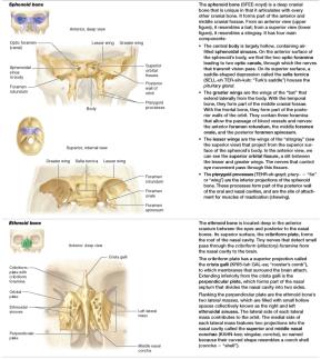 Table of cranial bones: sphenoid, ethmoid