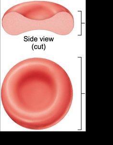 Granulocytes and agranulocytes