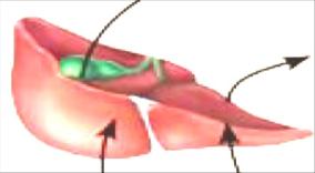 Erythropoietin regulation of erythropoiesis
