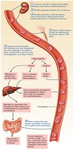 RBC life cycle and breakdown