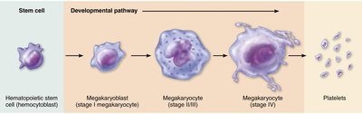 Platelet formation pathway
