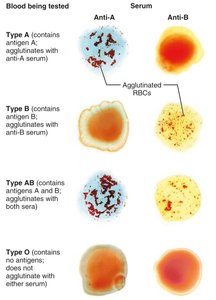 Blood typing reactions
