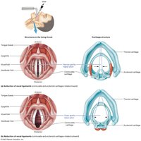 Changes in vocal ligaments during speech