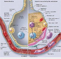 Respiratory membrane structure