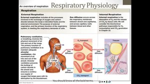 Overview of respiration