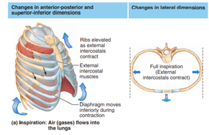 Thoracic cavity volume changes during breathing