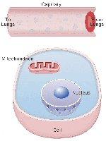 Diagram showing the relationship between the respiratory system and cellular respiration
