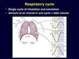 Respiratory cycle and tidal volume