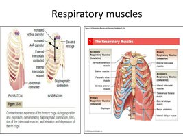 Respiratory muscles during breathing