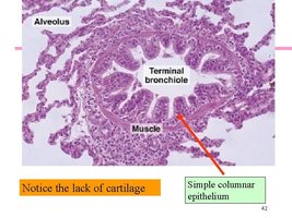 Simple columnar epithelium in terminal bronchiole