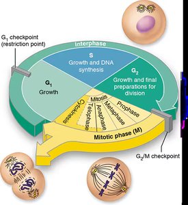 Diagram of the cell cycle showing interphase and mitotic phase with checkpoints and mitosis stages