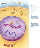 Receptor-hormone complex binds DNA