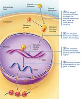 Binding initiates transcription to mRNA