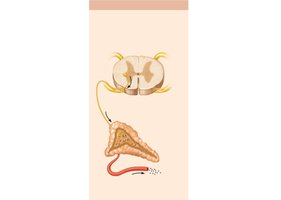 Neural stimulus: Sympathetic stimulation of adrenal medulla
