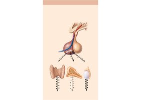 Hormonal stimulus: Hypothalamic-pituitary-endocrine axis