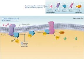 Step 2: G protein activation