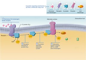 Step 4: Adenylate cyclase converts ATP to cAMP