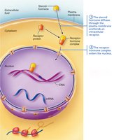 Receptor-hormone complex enters nucleus