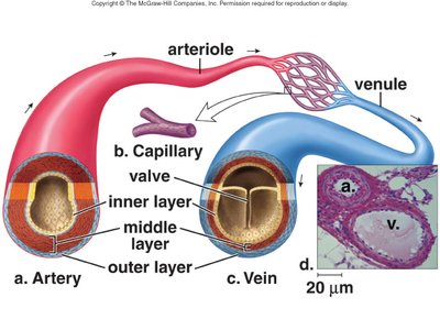 Artery, vein, and capillary structure