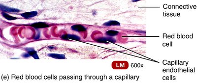 Red blood cells passing through a capillary