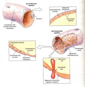 Types of capillaries: continuous, fenestrated, sinusoidal