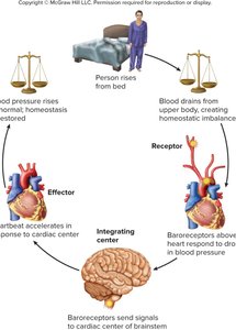 Baroreflex feedback loop for blood pressure